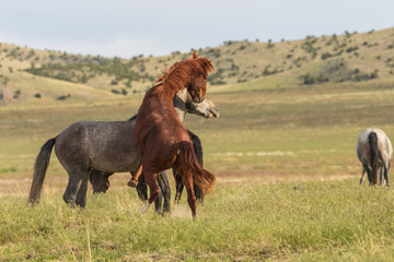 Wild Horses in the Utah Desert in Summer