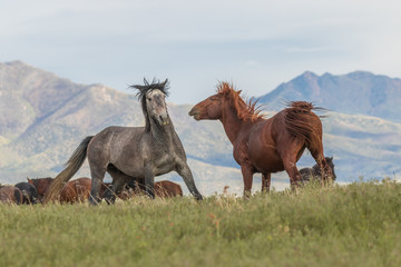 Wild Horses in the Utah Desert in Summer