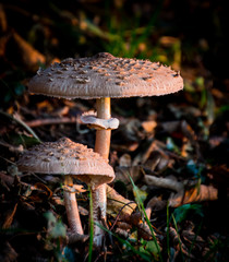Morning mushrooms - 235481600
