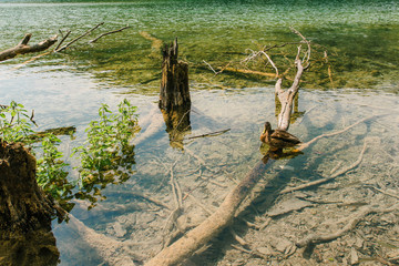 Travel to Croatia. Plitvice Lakes is a popular Croatian national park of incredible beauty. Photo of a wild duck floating in clear transparent water