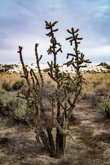 Walking Stick Cane Cholla cactus growing in White Sands National Monument in New Mexico, USA