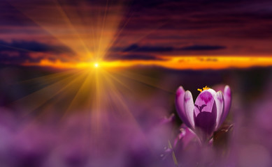 Obraz na płótnie Canvas Amazing sunrise with spring flower crocus and colorful clouds. View of magic blooming spring flowers crocus growing in wildlife. Majestic sunbeams on spring flower crocus