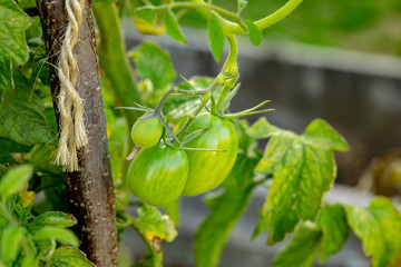 Tomatoes get sick by late blight closeup photo. Tomatoes in different colors and stages of growth.