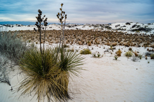 Soaptree Yucca growing in White Sands National Monument in New Mexico, USA
