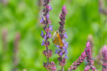 Essex skipper (Thymelicus lineola) on wildflower. Little butterfly on meadow
