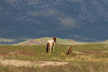 Wild Horse Mare and foal in the Utah Desert in Summer