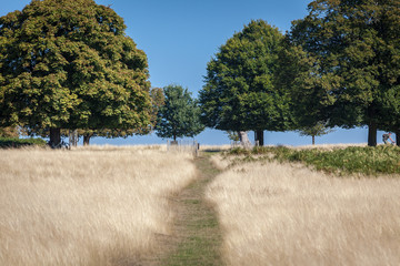 oak trees on a horizon with blue sky and dry yellow grass