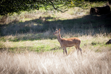 Naklejka na ściany i meble heard of red deers standing in the meadow
