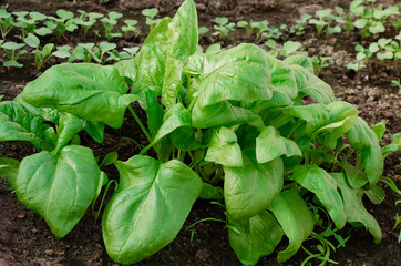 Organic spinach grows in the garden. Healthy food. Vegetarianism.