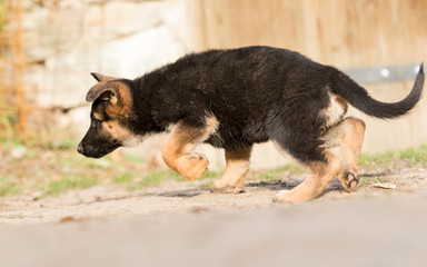 German Shepherd puppy outdoors