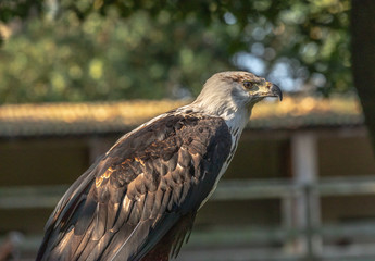 African Fish Eagle