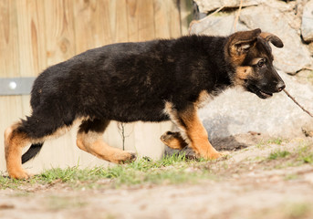 German Shepherd puppy outdoors