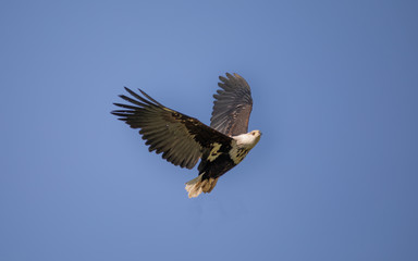 African Fish Eagle