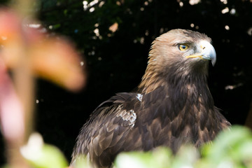 Regard perçant