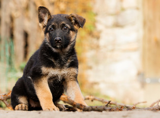 German Shepherd puppy outdoors