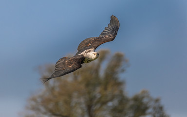 African Fish Eagle