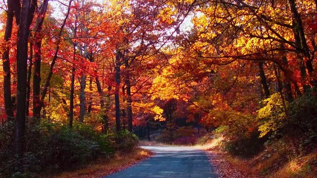 Beautiful woods with Autumn foliage and road in park.