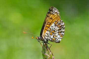 Melitaea cinxia, Glanville Fritillary butterfly on wild flower. Colorful butterfly isolated on green meadow