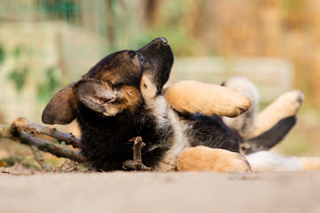 Obraz premium German Shepherd puppy outdoors