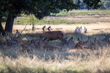 heard of red deers feeding in the meadow