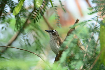yellow tailed bird