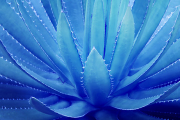 Spiky Agave Plant in Blue Tone Color as Natural Texture Background