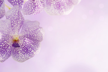 Fototapeta na wymiar Blooming Vanda Orchid Flowers on Violet Blurred Background with Copy Space