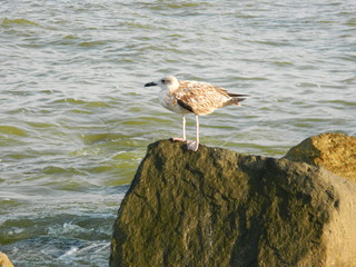 lonely seagull