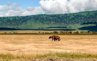 Bufalos in the prairies of Tanzania