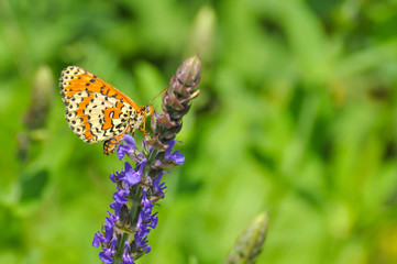 Melitaea didyma, Spotted Fritillary butterfly collects nectar on a wild flower 