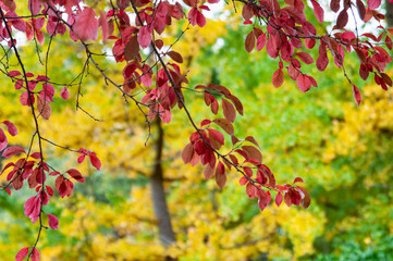 Autumn landscape, nature, park, outdoor, orange