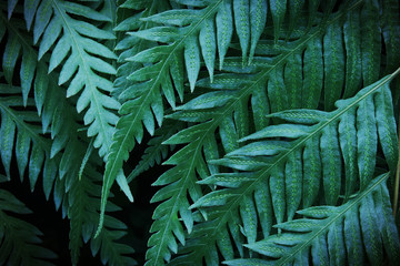 Exotic Tropical Fern Leaves Foliage in Dark Tone Color as Natural Texture Background