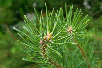 Naklejka na ściany i meble Close-up of soft and tender needles on a evergreen tree