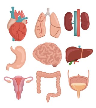 Big set of human organs cartoon vector illustration