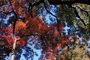 紅葉