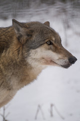 Wolf Portrait Profil im Schnee Winter 