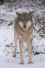 Fototapeta na wymiar Wolf stehend frontal im Schnee Winter - Variante 1