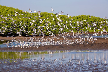 Seagulls taking flight