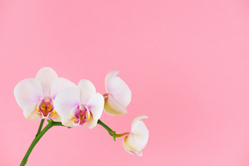 Fototapeta premium Białe kwiaty phalaenopsis na różowym tle