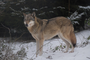 Wolf stehend seitlich im Schnee Winter - Variante 2
