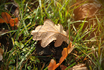 Autumn background of oak leaves and green grass covered with dew after nigh