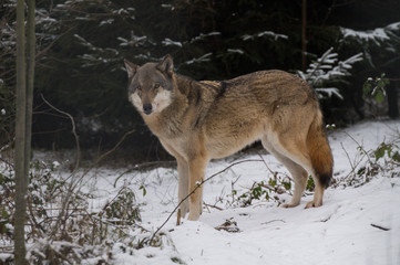 Wolf stehend seitlich im Schnee Winter - Variante 1
