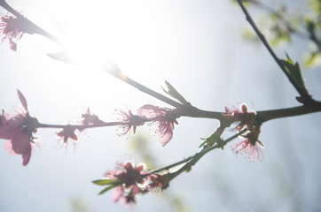 flowers on branch
