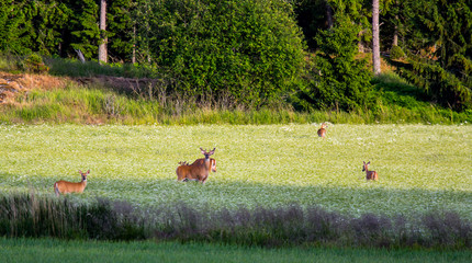 deers on pasture