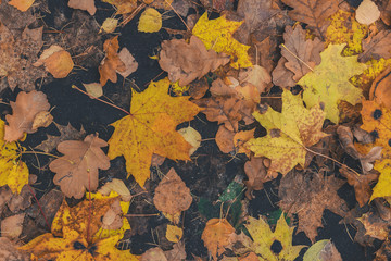 Dry fallen leaves on the ground. Autumn wallpaper.