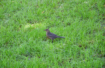 bird on grass