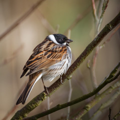 Reed Bunting perched on bare branch in winter (Emberiza schoeniclus)