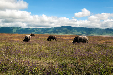 Bufalos in the prairies of Tanzania