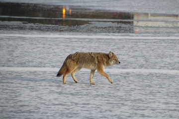 Coyote Walking On Ice, William Hawrelak Park, Edmonton, Alberta