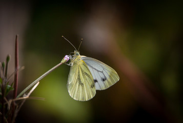 large white butterfly - 235484874